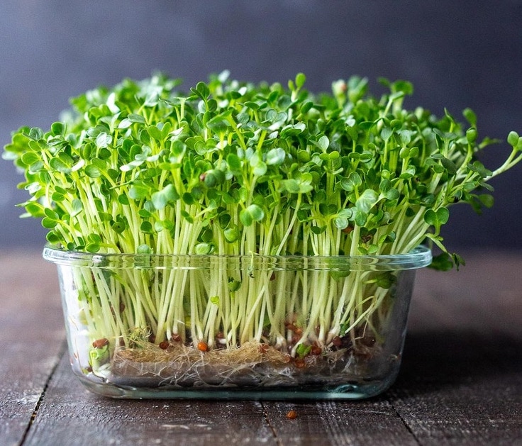 Sprouts in a pot
